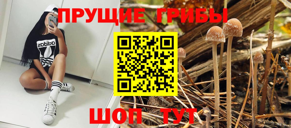 Галлюциногенные грибы мицелий  Вход с VPN  Заинск  Псилоцибиновые грибы GOLDEN TEACHER 